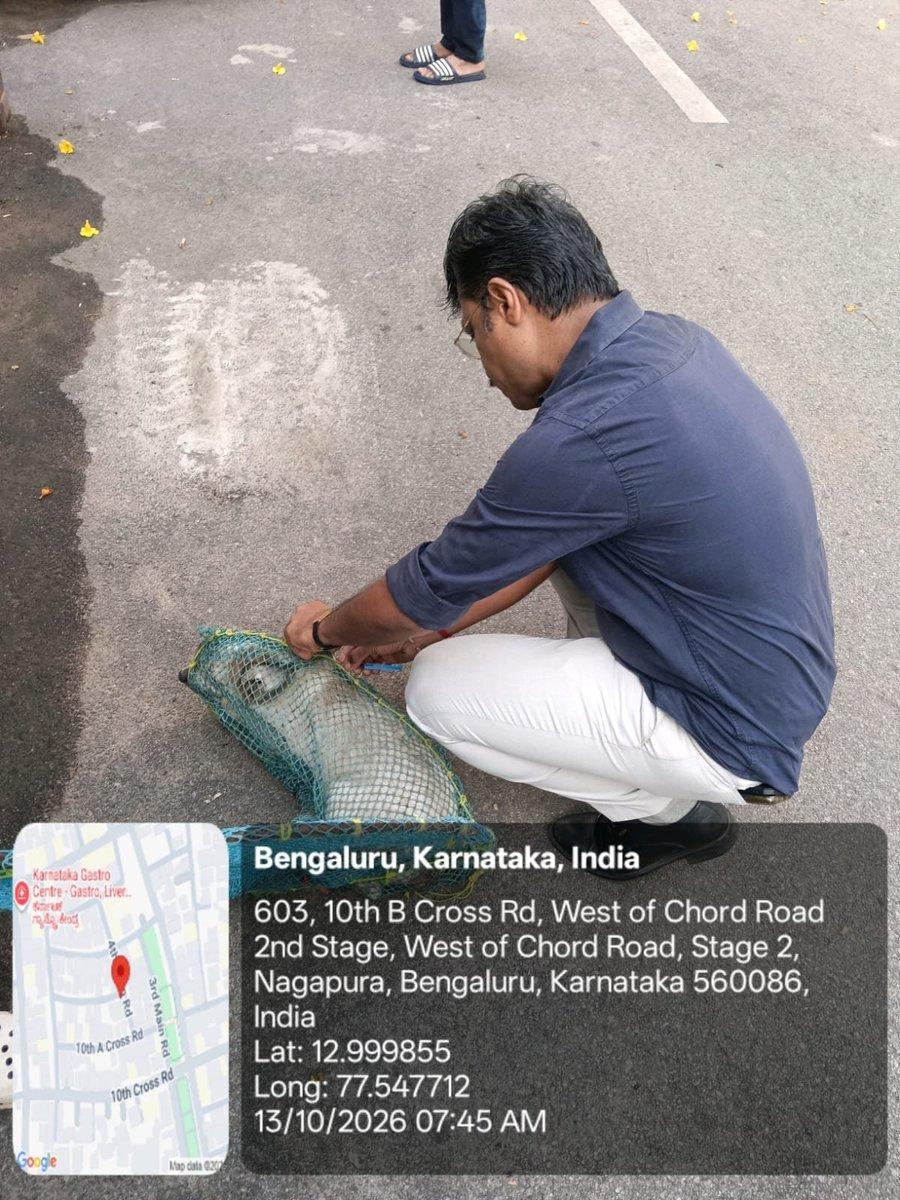 Dr. Venkatesh K.M., Chief Veterinary Officer (Zone 1), Bengaluru West City Corporation, monitored the MDV programme at Nagapura Ward, Mahalakshmi Layout constituency today. @krishnabgowda