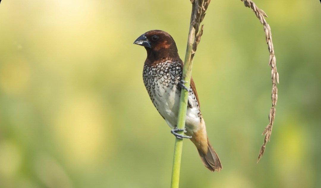 Scaly breasted munia #delhi #ThePhotoHour #BirdsOfTwitter #TwitterNatureCommunity #wildplanet #wildlife #BBCWildlifePOTD #BirdsSeenIn2026 #NatureIn_Focus #birdtwitter #birds #natgeoindia #indiAves