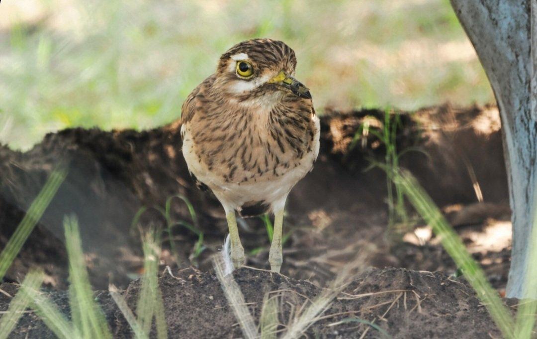RT by @SsSupriyask1: Indian thick knee, also called stone curlew #delhi #ThePhotoHour #BirdsOfTwitter #TwitterNatureCommunity #wildplanet #wildlife #BBCWildlifePOTD #BirdsSeenIn2026 #NatureIn_Focus #b