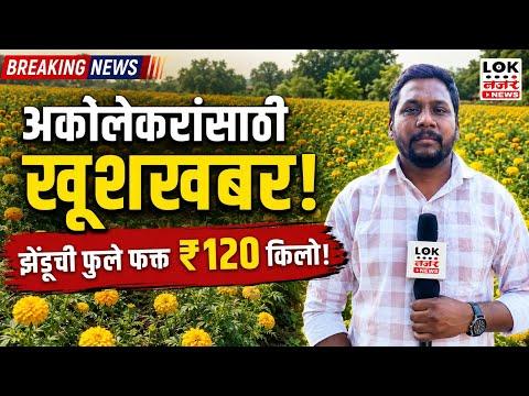 Akola Flower Market! कृषी विद्यापीठात फुलली झेंडूची बाग; दसरा-दिवाळीसाठी खास!