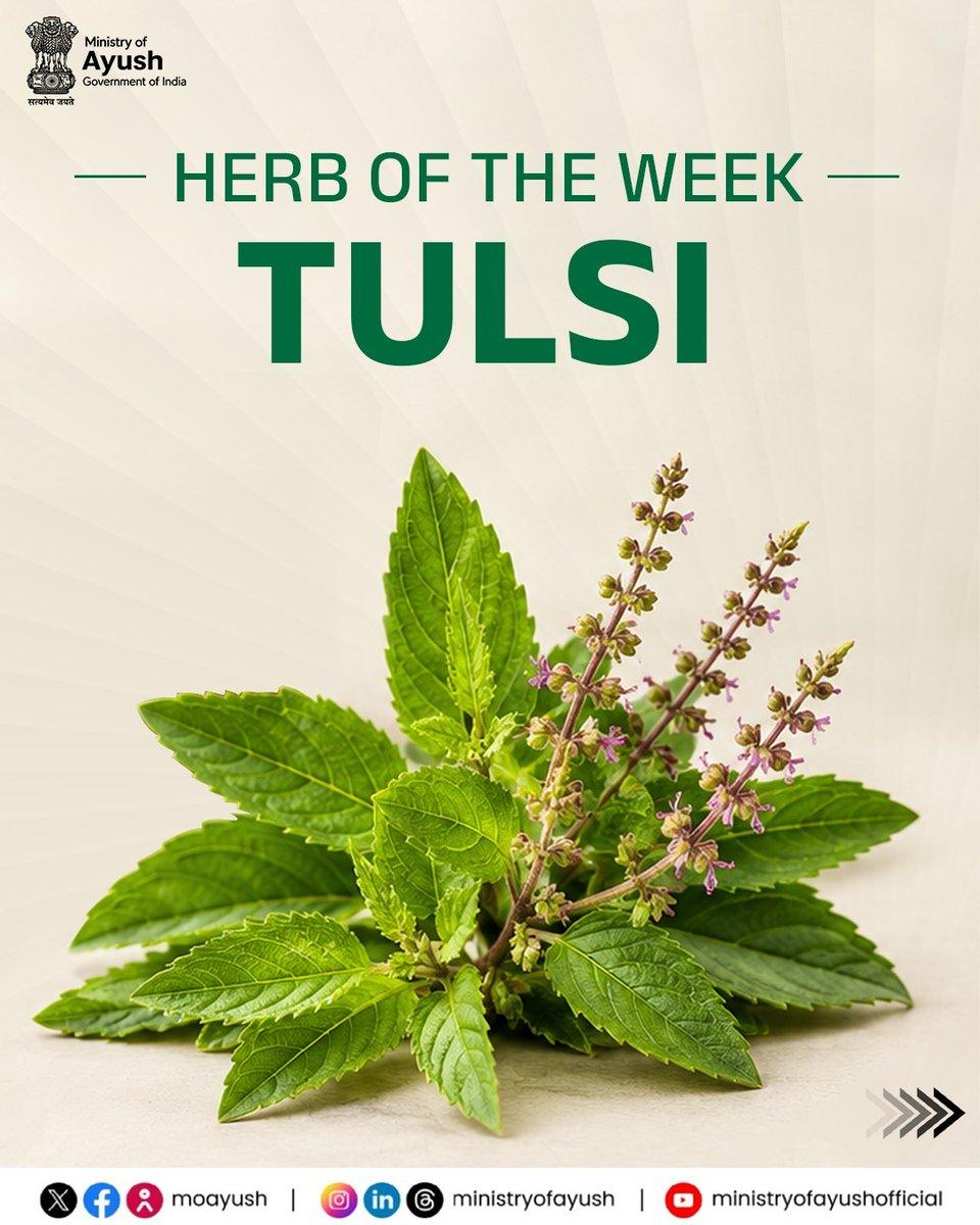 Those who are suffering from worst throat issues due to dryness bad AQI Use Tulsi leaves decoction with a tsp ghee for dryness, pain and soreness of throat Like tea two or three times It will re