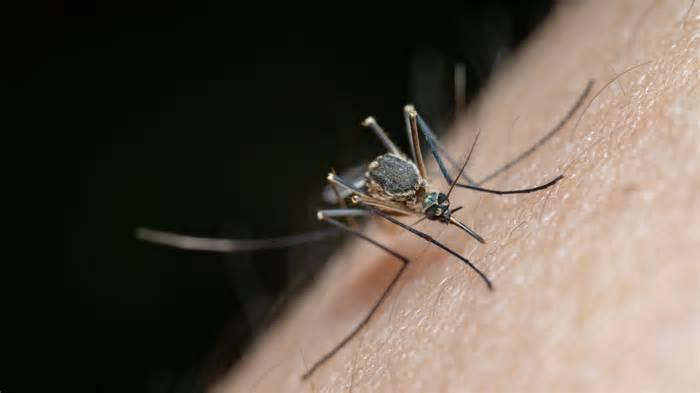 More Than 100 Cases Of Dengue Reported In A Week In Delhi: Why Should You Take Preventive Steps Even After Monsoon Ends