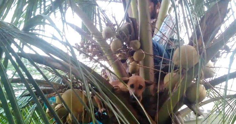 A Hyderabad report described a frightened dog stranded atop a coconut tree amid fireworks Sudden blasts can drive animals into dangerous situations @ClimateReality @volcaholic1 #BanFirecrackersInIndia