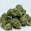 DRI seizes hydroponic weed worth Rs 2.71 crore at Hyderabad airport