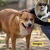 Fat Dogs of Delhi competition: When does ‘chonky’ stop being cute and becomes unhealthy? Veterinarians, dog feeders, and trainers weigh in