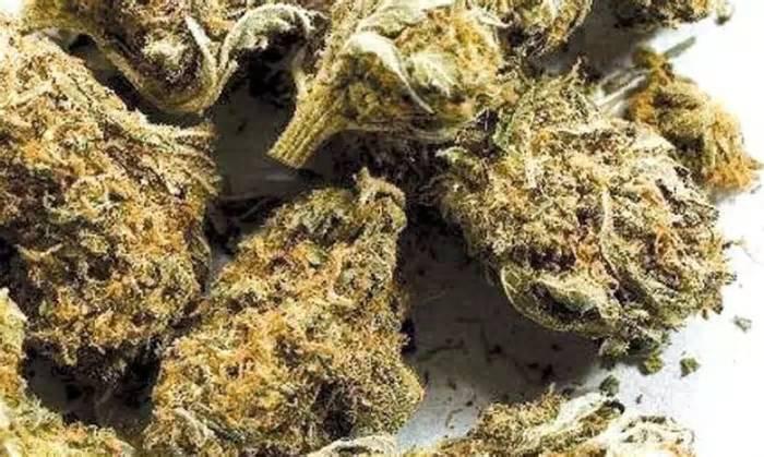Two Held for Transporting Ganja Worth Rs 1.78 Cr From Odisha to Kerala via Bengaluru
