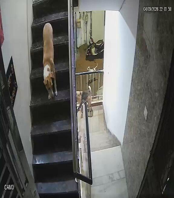 RT by @dilthi_gujarati: 🚨 URGENT: ALLEGED REPEATED CRUELTY WITH DOGS IN JANAKPURI, A complaint by local reporter alleges that a person in Janakpuri, has repeatedly beaten, abused & commi
