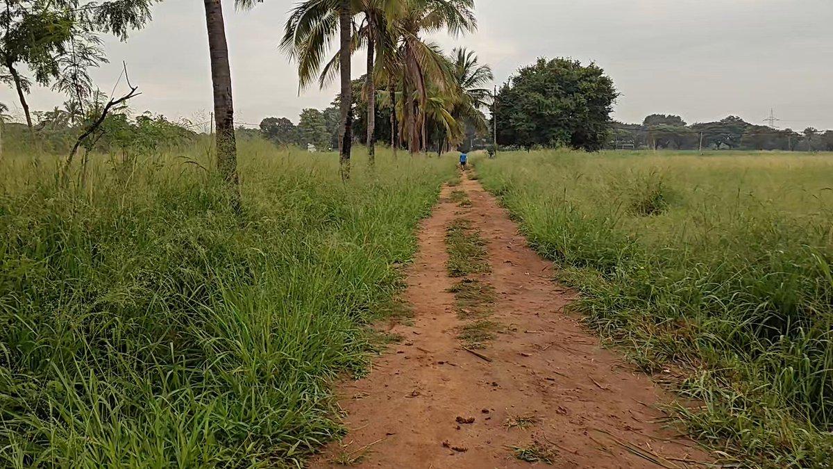 A narrow path, tall grass, coconut trees. On my morning walk, I catch myself slowing down to look. Leave a little time for that. A walk is richer when you bring home something you noticed.