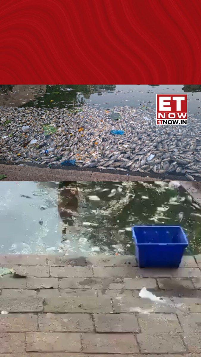 Hundreds of fish found dead in the historic tank at Walkeshwar following Pitru Paksha. BMC to set up 10 artificial ponds around Banganga Tank and increase the number of oxygenation pumps at the site.