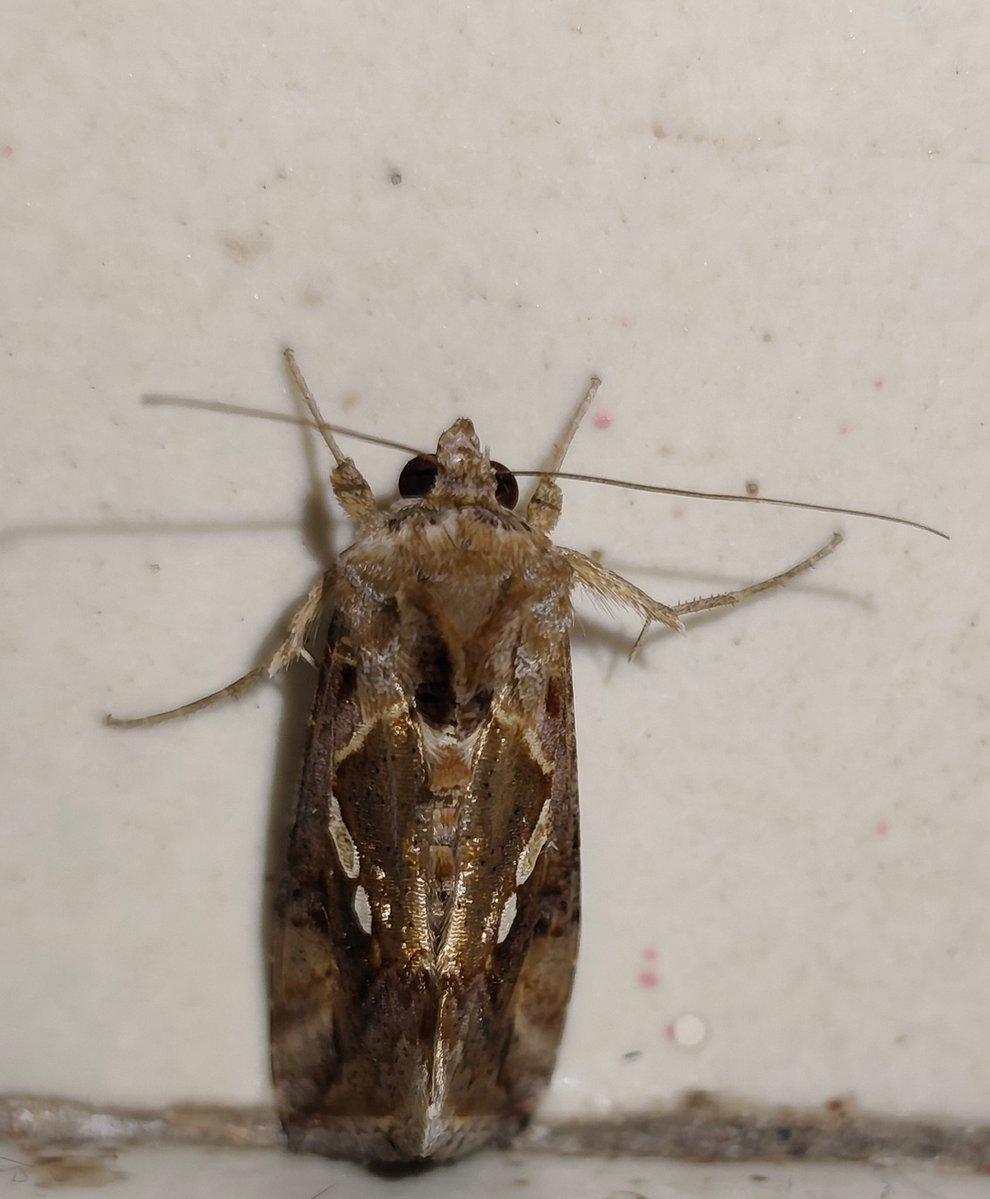 R to @curiocritters: Dorsal. Look at that shot of fine gold brocade. The 'gem' moniker is indeed well earned. OCT 3 2026 (20:04hrs.) East, Eastern .