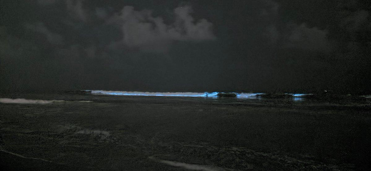 bioluminescence 馃ぉ