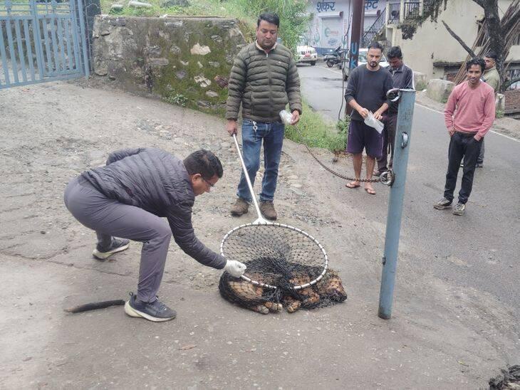 रुद्रप्रयाग: सावधान! आवारा कुत्तों और गौवंश का आतंक, इन शहरों में लोग दहशत में