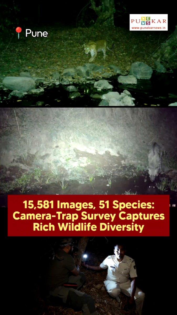 15,581 Images, 51 Species: Camera-Trap Survey Captures Rich Wildlife Diversity Read in detail on our website http://www.punekarnews.in Photo/Video Credit: Forest Department