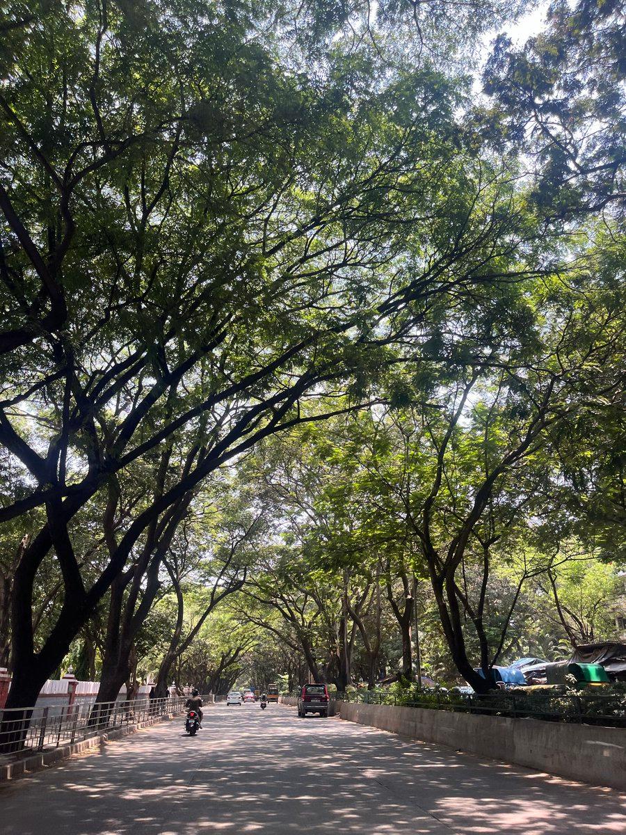 Bengaluru hits different when the roads aren’t dug up! ❤️ Less concrete, more green. Let’s preserve the Garden City! 🌿