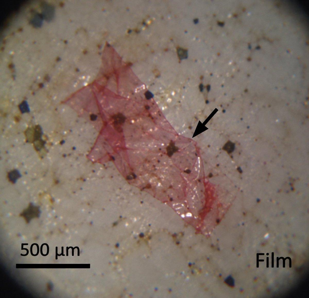 found in freshwater consumed in 🚨 An MIT-WPU study estimates that people consuming 250g of freshwater fish twice a week could potentially ingest 93,600–124,800 microplastic p