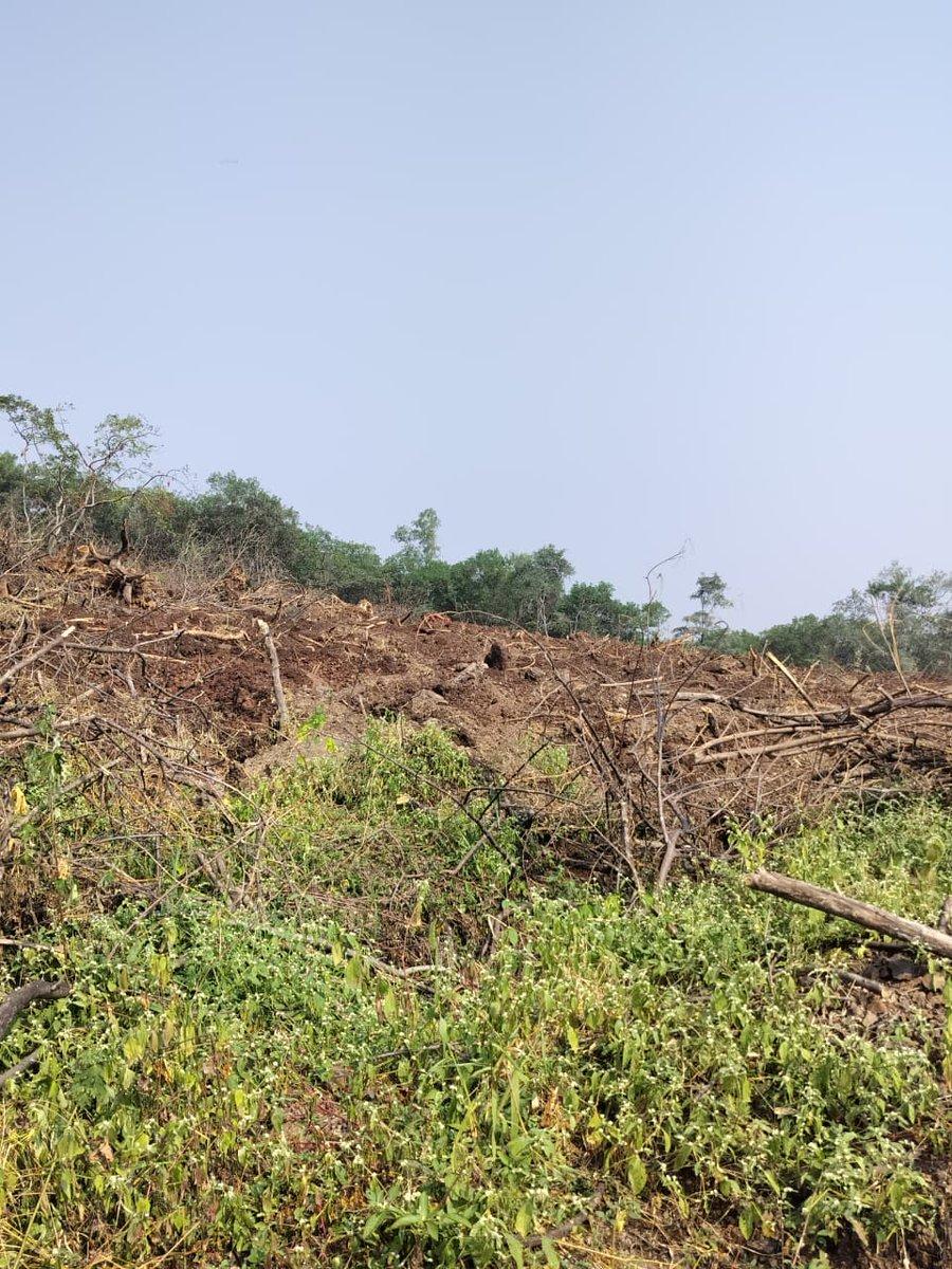 It is shocking that Forest dept is still removing old Gliricidia forests to replace them with the heavily water intensive Miyawaki plantation at a time when the MH state govt has declared a drou
